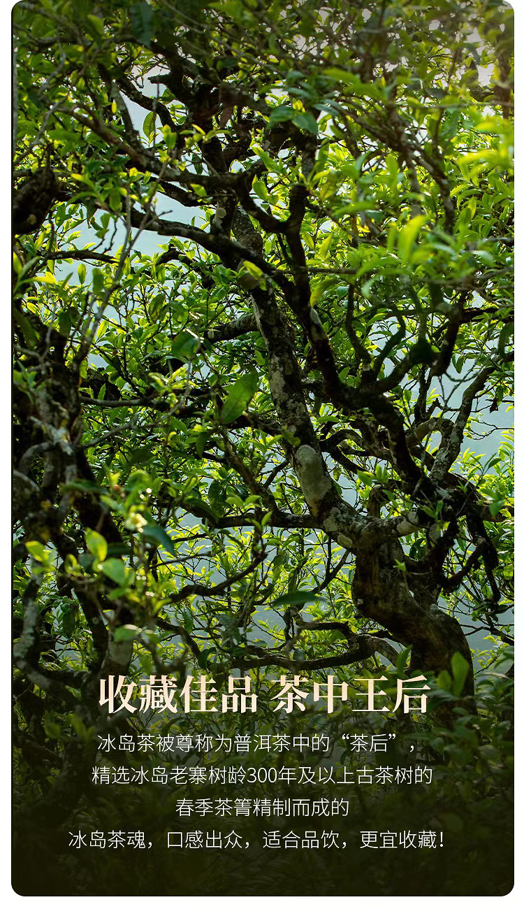 冰岛茶魂描述3.jpg