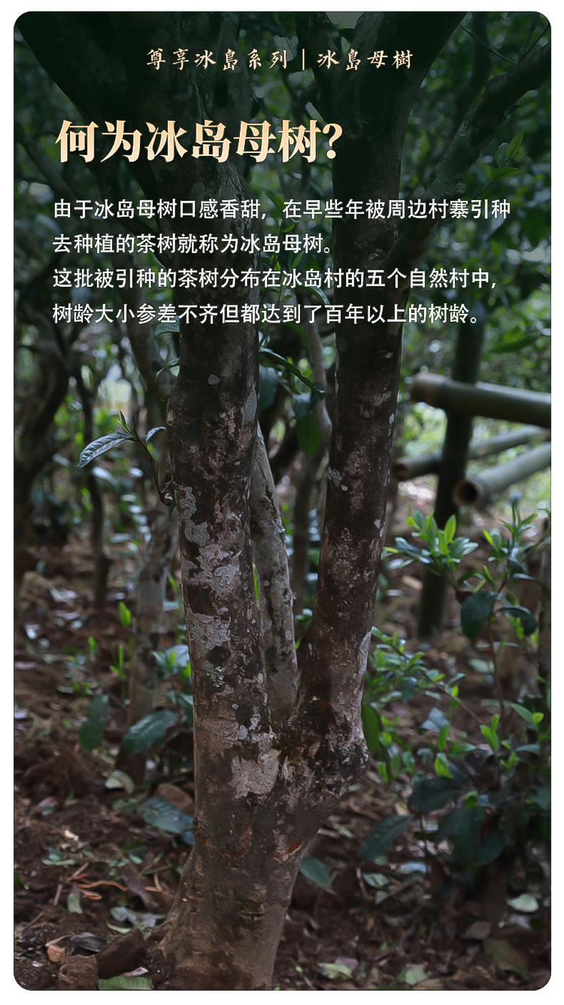 描述4.jpg